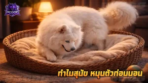 ทำไมสุนัข หมุนตัวก่อนนอน