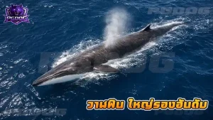 วาฬฟิน ใหญ่รองอันดับ