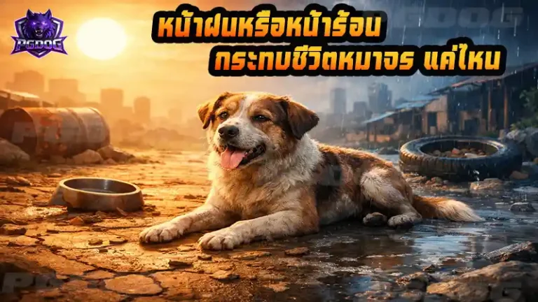 หน้าฝนหรือหน้าร้อน กระทบชีวิตหมาจร แค่ไหน
