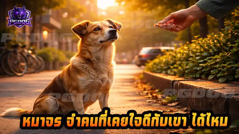 หมาจร จำคนที่เคยใจดีกับเขา ได้ไหม