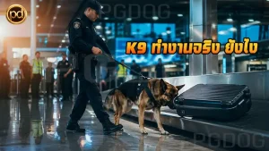 K9 ทำงานจริง ยังไง