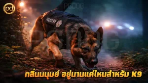 กลิ่นมนุษย์ อยู่นานแค่ไหนสำหรับ K9