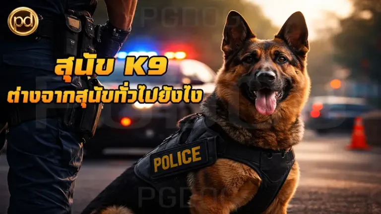 สุนัข K9 ต่างจากสุนัขทั่วไปยังไง