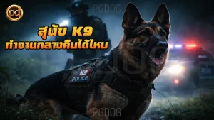 สุนัข K9 ทำงานกลางคืนได้ไหม