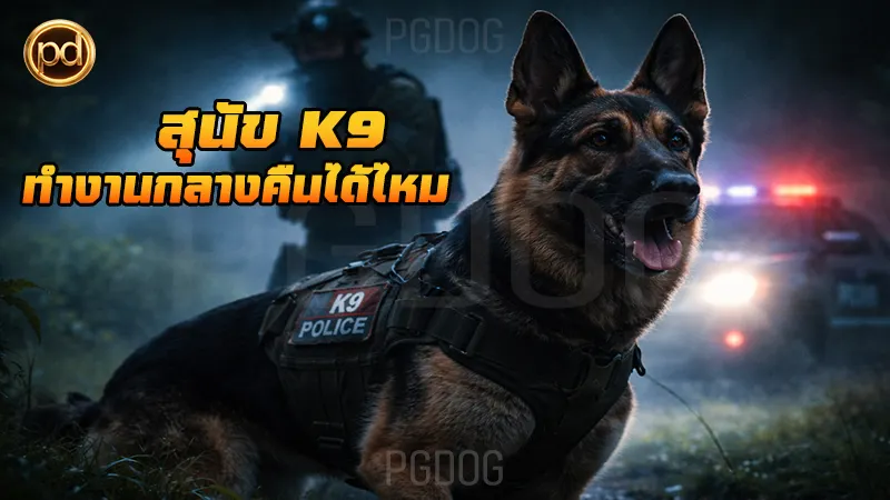สุนัข K9 ทำงานกลางคืนได้ไหม