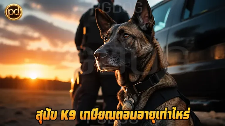 สุนัข K9 เกษียณตอนอายุเท่าไหร่