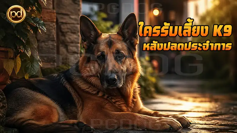 ใครรับเลี้ยง K9 หลังปลดประจำการ