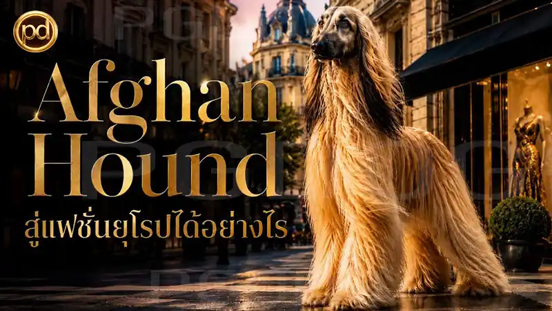 Afghan Hound สู่แฟชั่นยุโรปได้อย่างไร