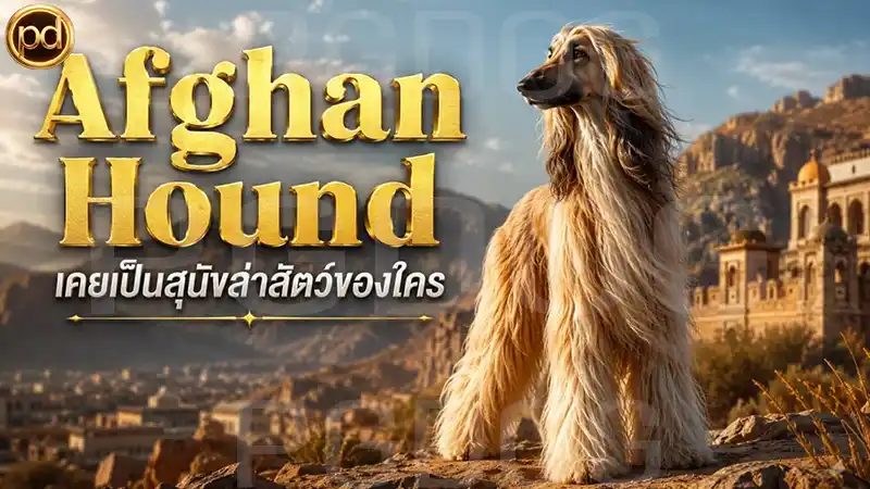 Afghan Hound เคยเป็นสุนัขล่าสัตว์ของใคร