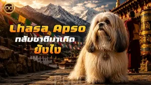 Lhasa Apso กลับชาติมาเกิด ยังไง