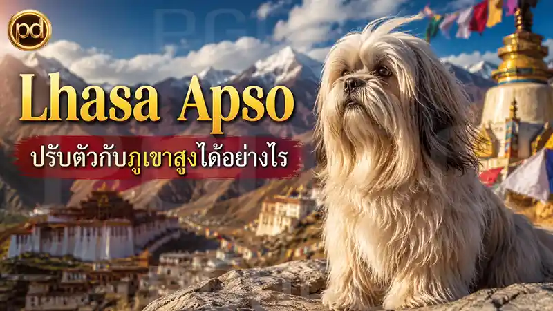 Lhasa Apso ปรับตัวกับภูเขาสูงได้อย่างไร