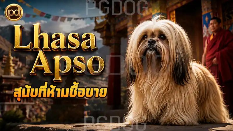 Lhasa Apso สุนัขที่ห้ามซื้อขาย