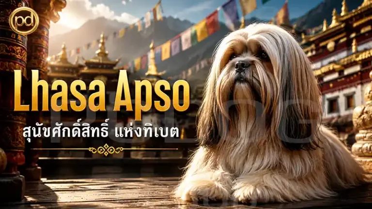 Lhasa Apso สุนัขศักดิ์สิทธิ์ แห่งทิเบต