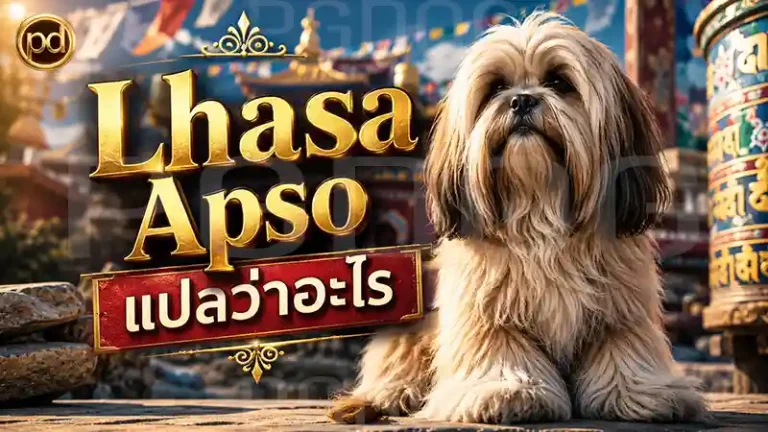 Lhasa Apso แปลว่าอะไร