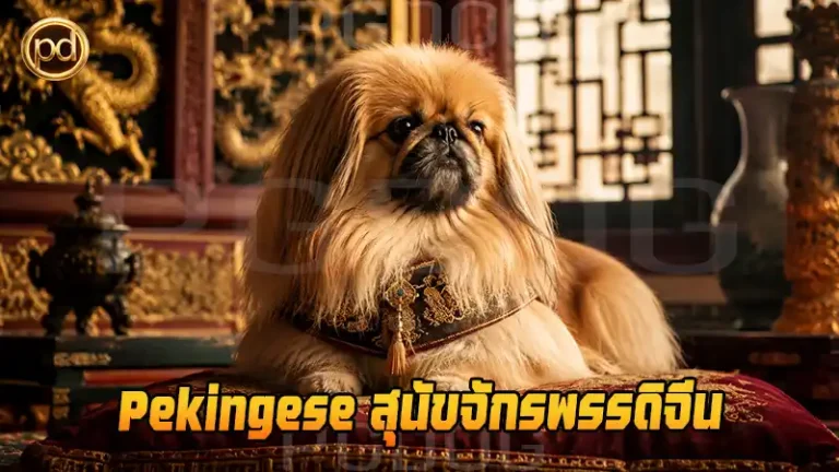 Pekingese สุนัขจักรพรรดิจีน