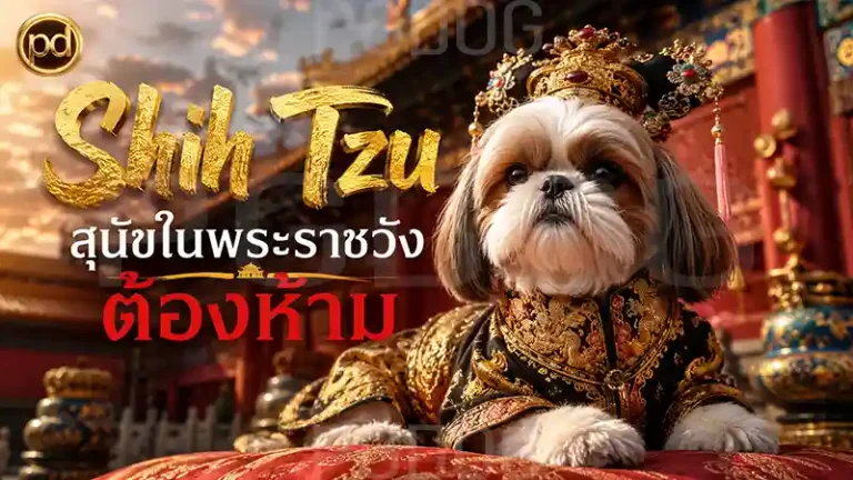 Shih Tzu สุนัขในพระราชวัง ต้องห้าม