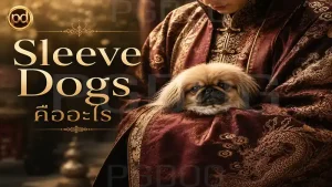 Sleeve Dogs คืออะไร