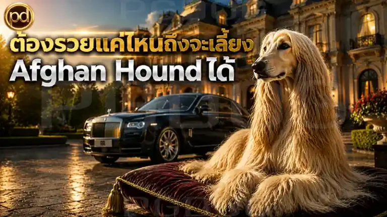 ต้องรวยแค่ไหนถึงจะเลี้ยง Afghan Hound ได้