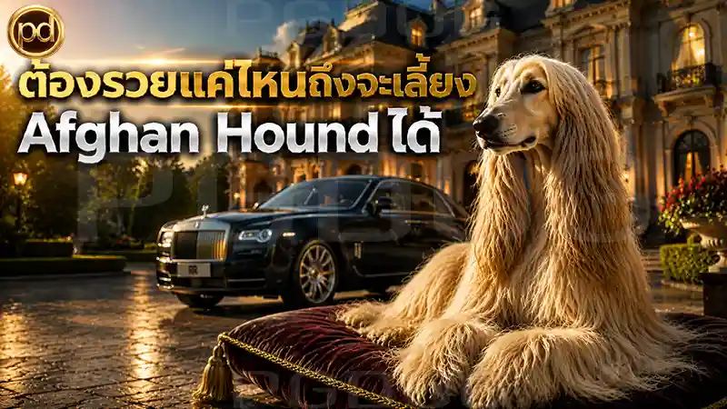 ต้องรวยแค่ไหนถึงจะเลี้ยง Afghan Hound ได้