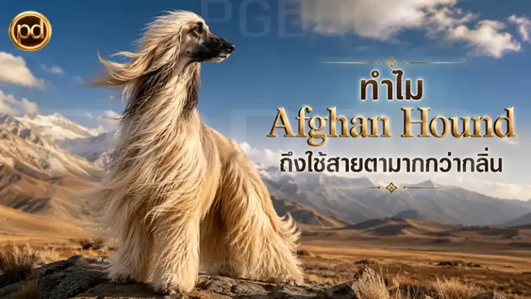 ทำไม Afghan Hound ถึงใช้สายตามากกว่ากลิ่น