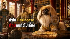 ทำไม Pekingese ห้ามคนทั่วไปเลี้ยง