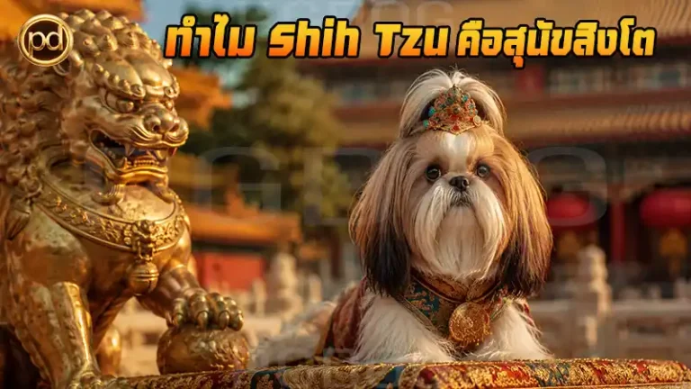 ทำไม Shih Tzu คือสุนัขสิงโต