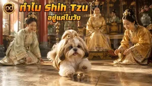 ทำไม Shih Tzu อยู่แค่ในวัง