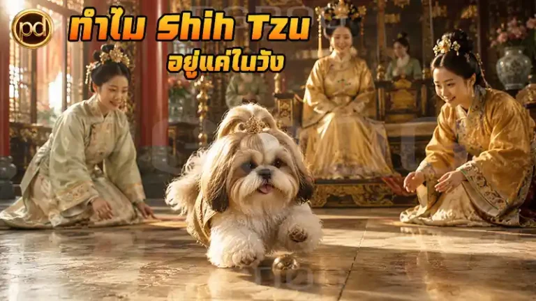 ทำไม Shih Tzu อยู่แค่ในวัง