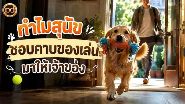 ทำไมสุนัข ชอบคาบของเล่น มาให้เจ้าของ