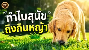 ทำไมสุนัข ถึงกินหญ้า