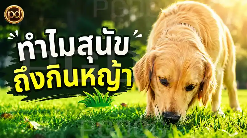 ทำไมสุนัข ถึงกินหญ้า