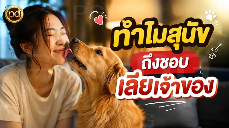 ทำไมสุนัข ถึงชอบ เลียเจ้าของ