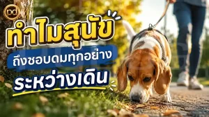 ทำไมสุนัข ถึงชอบดมทุกอย่าง ระหว่างเดิน