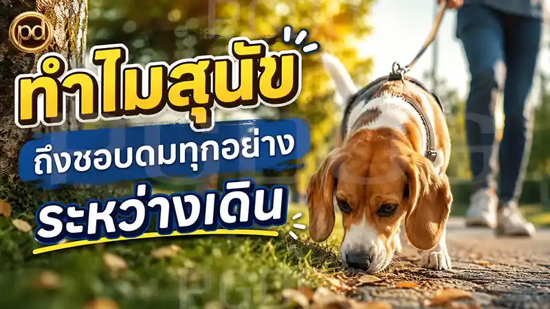 ทำไมสุนัข ถึงชอบดมทุกอย่าง ระหว่างเดิน