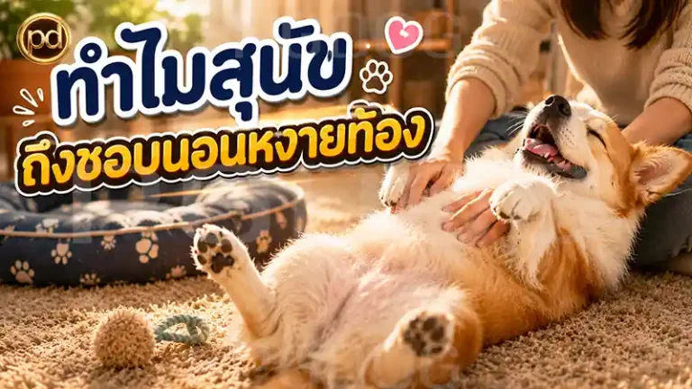 ทำไมสุนัข ถึงชอบนอนหงายท้อง