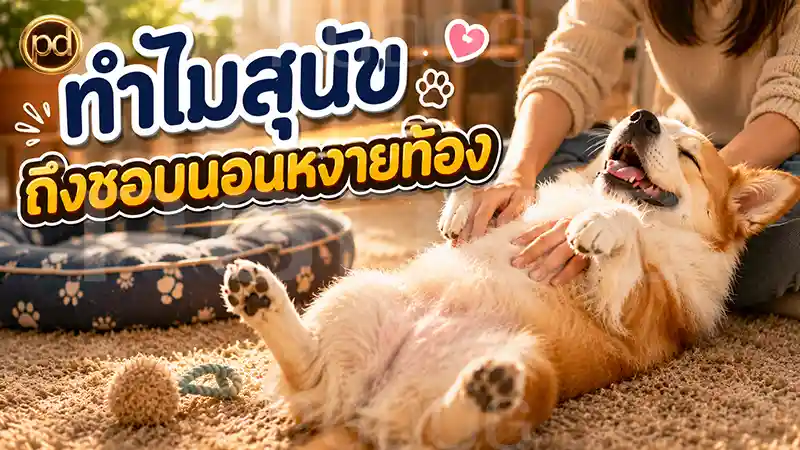 ทำไมสุนัข ถึงชอบนอนหงายท้อง