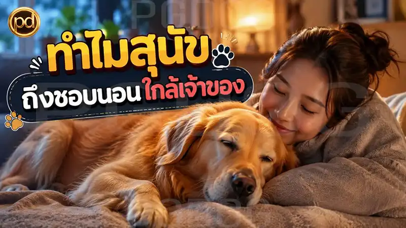 ทำไมสุนัข ถึงชอบนอนใกล้เจ้าของ