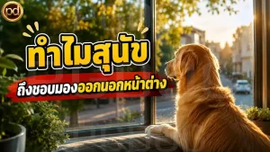 ทำไมสุนัข ถึงชอบมองออกนอกหน้าต่าง