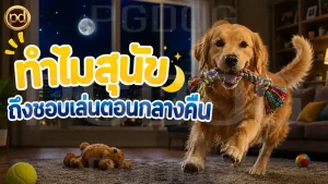 ทำไมสุนัข ถึงชอบเล่นตอนกลางคืน