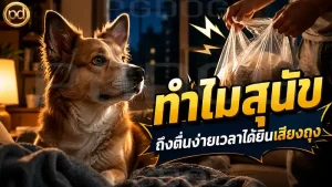 ทำไมสุนัข ถึงตื่นง่ายเวลาได้ยินเสียงถุง