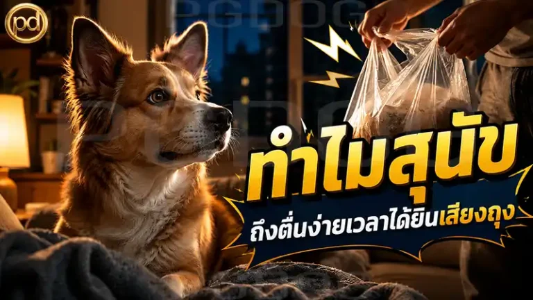 ทำไมสุนัข ถึงตื่นง่ายเวลาได้ยินเสียงถุง