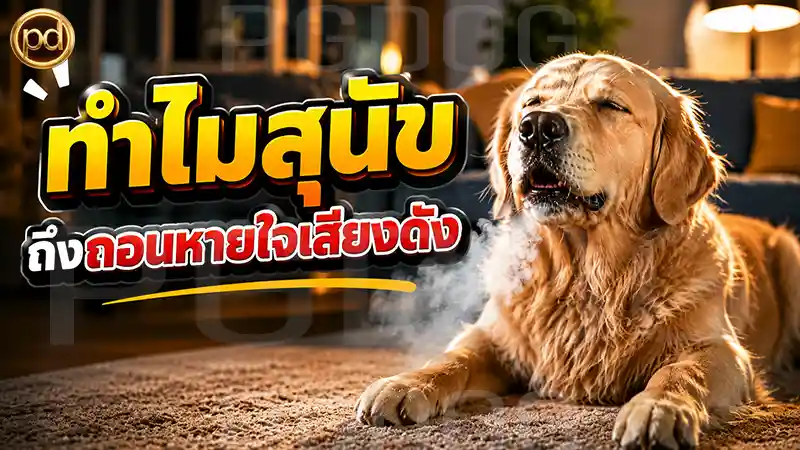 ทำไมสุนัข ถึงถอนหายใจเสียงดัง