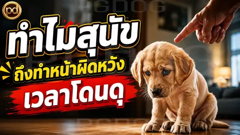 ทำไมสุนัข ถึงทำหน้าผิดหวัง เวลาโดนดุ