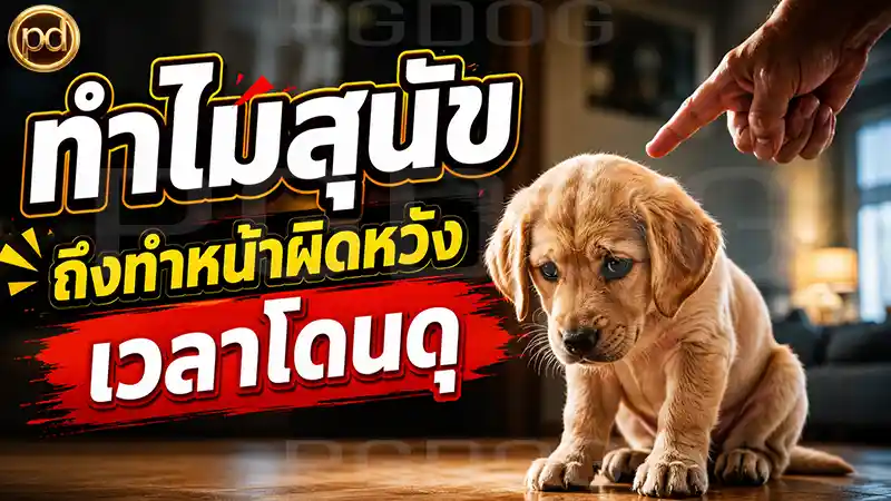 ทำไมสุนัข ถึงทำหน้าผิดหวัง เวลาโดนดุ