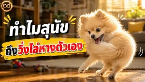 ทำไมสุนัข ถึงวิ่งไล่หางตัวเอง
