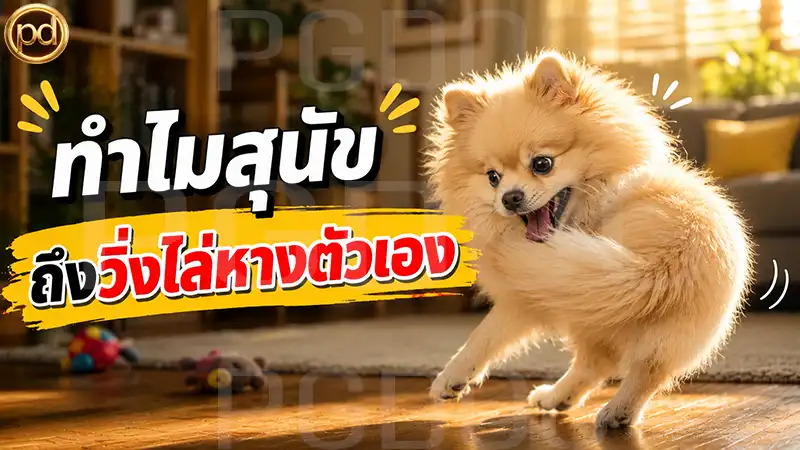 ทำไมสุนัข ถึงวิ่งไล่หางตัวเอง