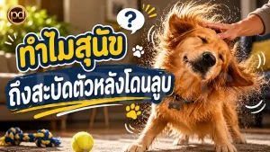 ทำไมสุนัข ถึงสะบัดตัวหลังโดนลูบ