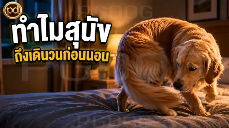 ทำไมสุนัข ถึงเดินวนก่อนนอน