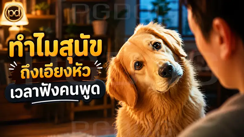 ทำไมสุนัข ถึงเอียงหัวเวลาฟังคนพูด