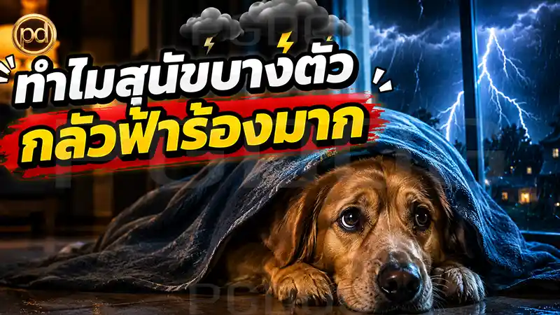 ทำไมสุนัขบางตัว กลัวฟ้าร้องมาก